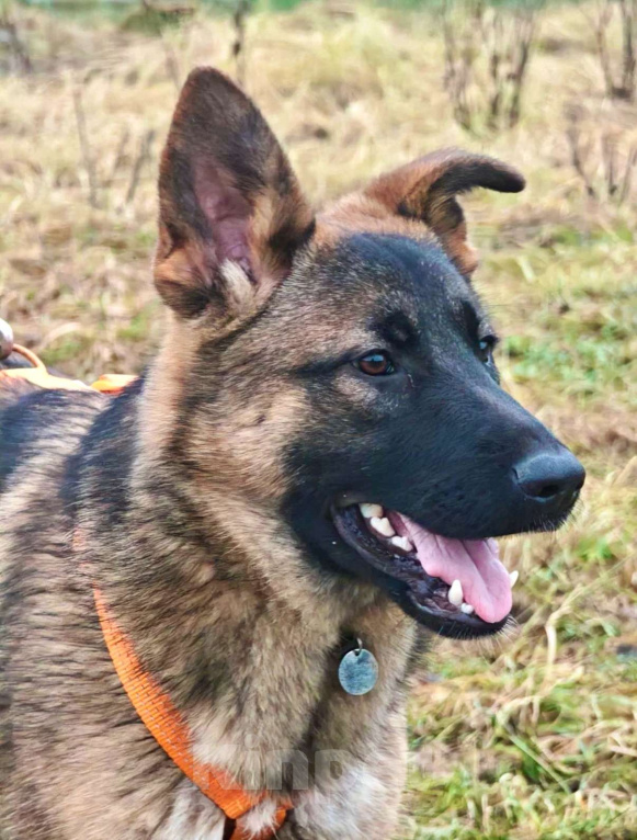 Собаки в Москве: Щенок Лео ищет дом Мальчик, Бесплатно - фото 2