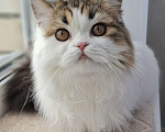 Кошки в Ярославле: Шотландская длинношерстная девочка Девочка, 15 000 руб. - фото 2