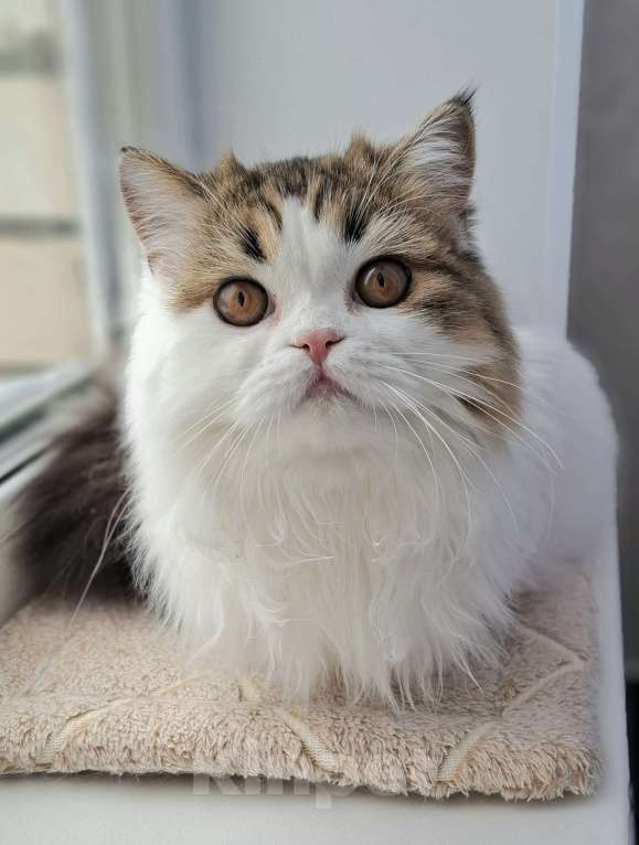 Кошки в Ярославле: Шотландская длинношерстная девочка Девочка, 15 000 руб. - фото 2