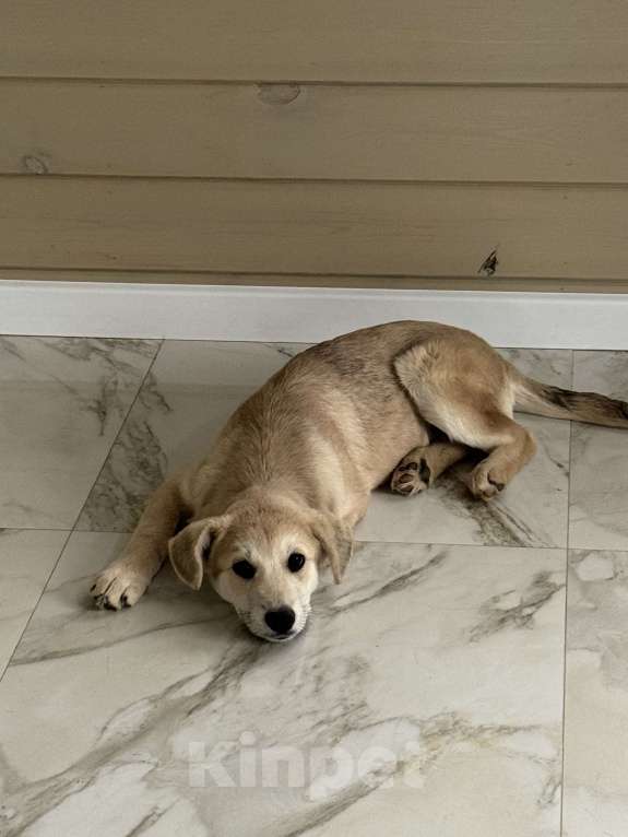 Собаки в Москве: Щенок, оставленный в ливень на остановке, ищет дом Мальчик, Бесплатно - фото 8