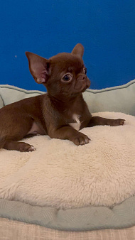 Чихуахуа-  Мальчики