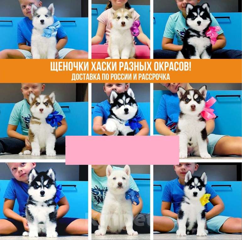 Собаки в Новосибирске: Хаски Щенки Большой Выбор (доставка/расрочка) Мальчик, 25 000 руб. - фото 1