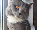 Кошки в Химках: Кошка с янтарными глазами Девочка, Бесплатно - фото 4