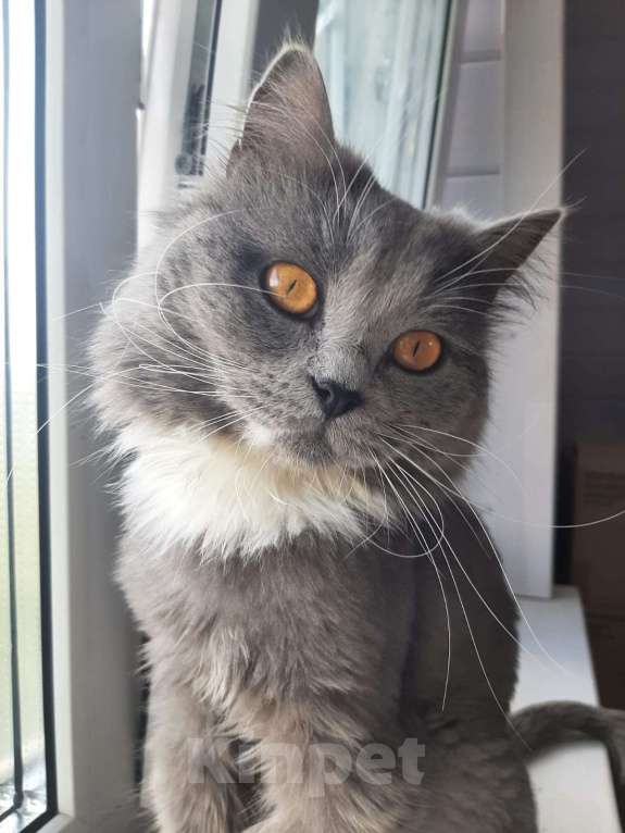 Кошки в Химках: Кошка с янтарными глазами Девочка, Бесплатно - фото 4