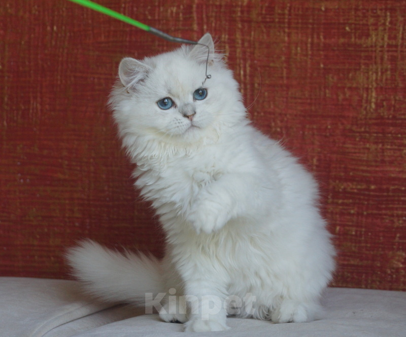 Кошки в Челябинске: Синеглазая кошечка Девочка, 25 000 руб. - фото 5