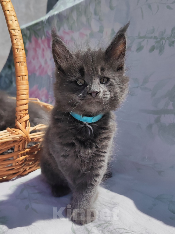Кошки в других городах Московской области: Котята мейн кун Мальчик, 25 000 руб. - фото 1