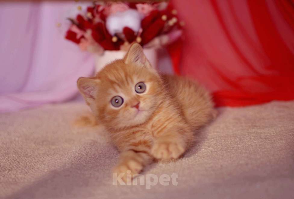 Кошки в Санкт-Петербурге: Британский котик солнечного окраса Мальчик, 45 000 руб. - фото 7