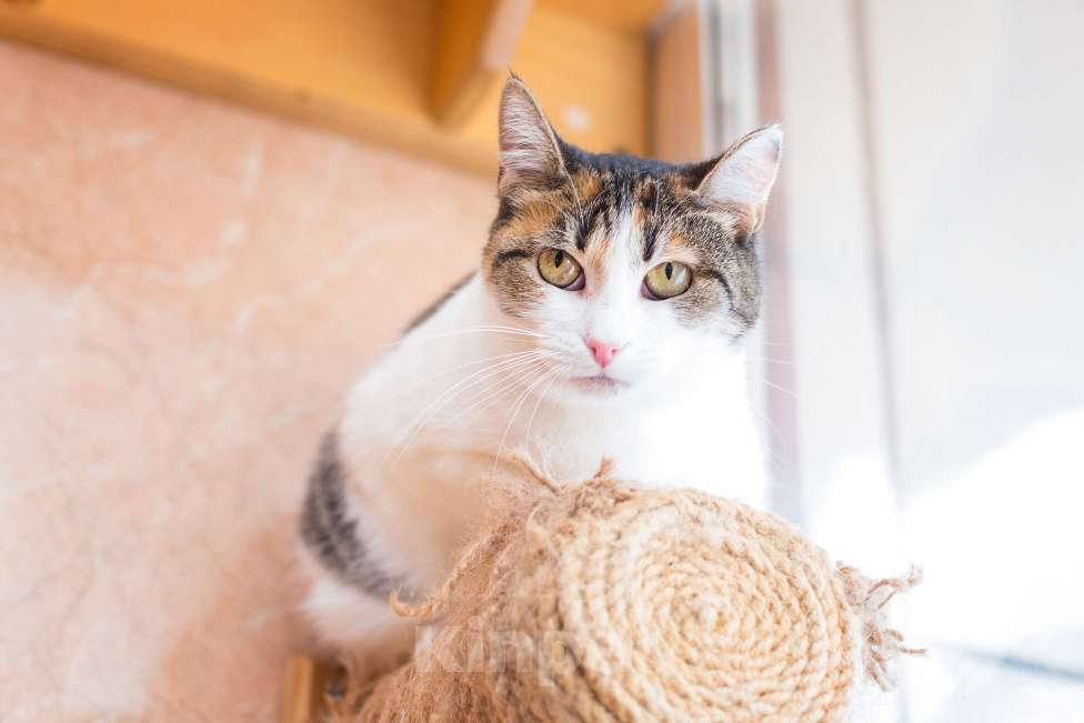 Кошки в Москве: Трехцветная кошечка в добрые руки Девочка, Бесплатно - фото 3