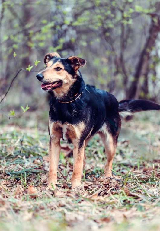 Собаки в Москве: Тиксон Мальчик, Бесплатно - фото 4