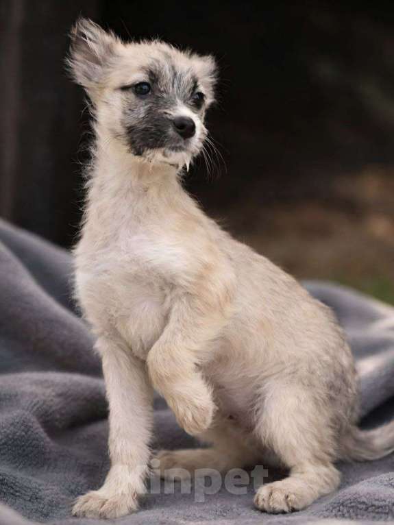 Собаки в Лосином-Петровском: Хагта якутенок из ледяного  подъезда Девочка, Бесплатно - фото 2