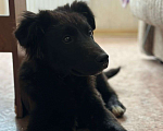 Собаки в Краснодаре: Анфиса Девочка, Бесплатно - фото 2