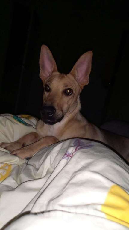 Собаки в Москве: Помоги найти собаку Девочка, 10 000 руб. - фото 3