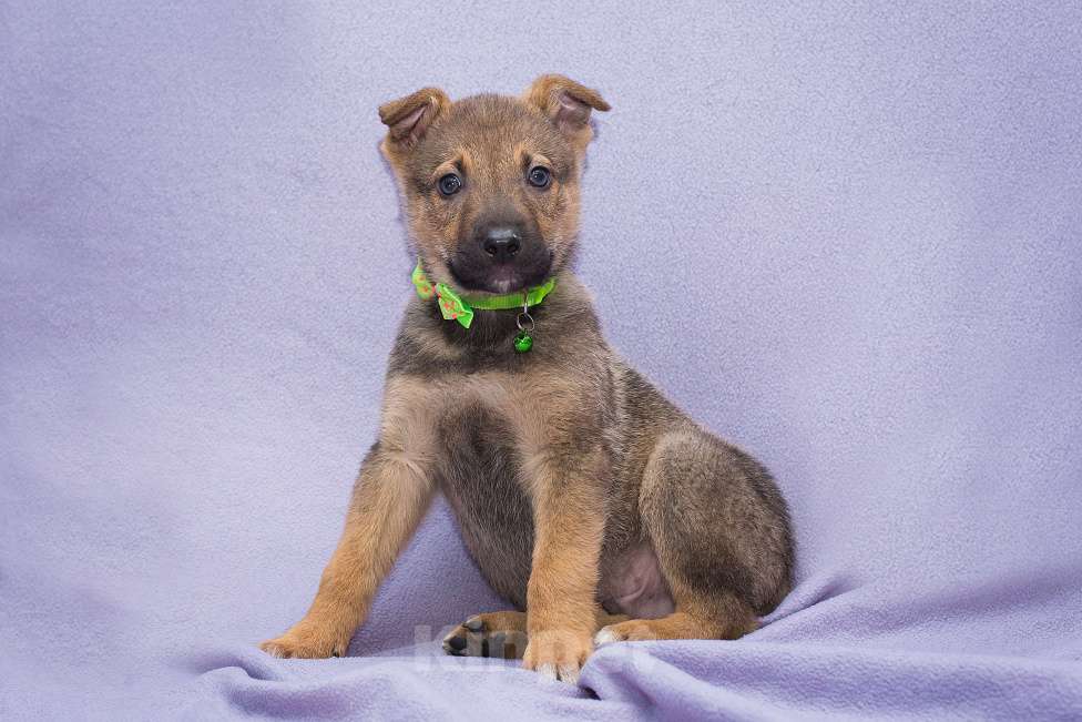 Собаки в Москве: Он не может быть ничей Мальчик, Бесплатно - фото 1