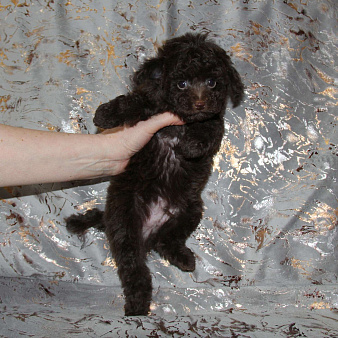 ❤️ Щенок той-пуделя мальчик шоколадный. СПб