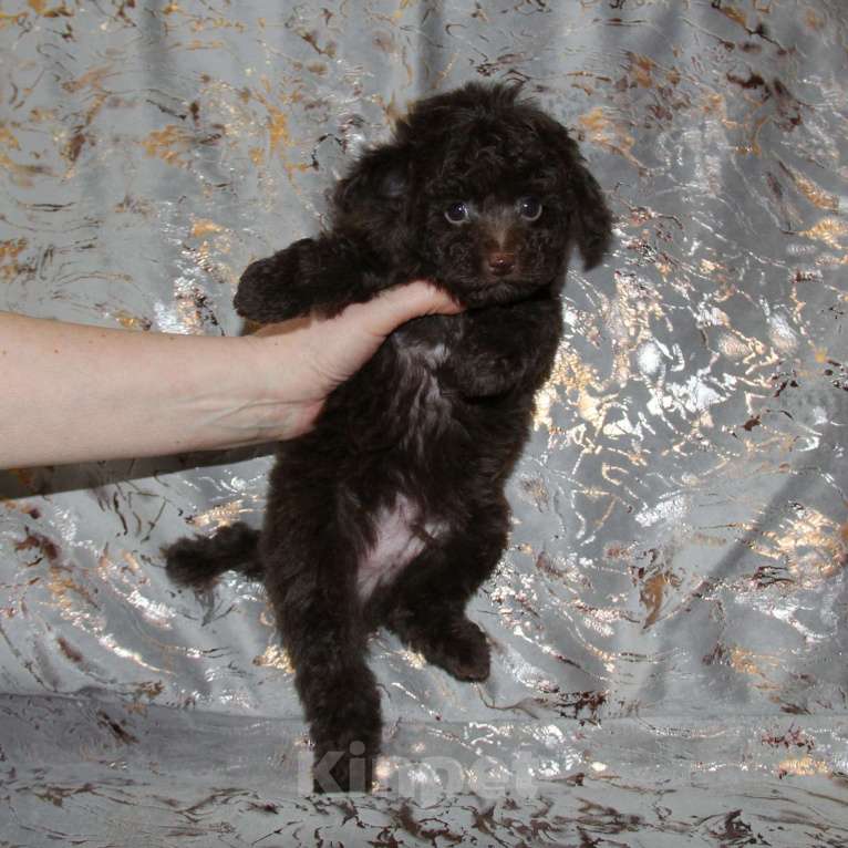 Собаки в Санкт-Петербурге: ❤️ Щенок той-пуделя мальчик шоколадный. СПб Мальчик, 80 000 руб. - фото 1