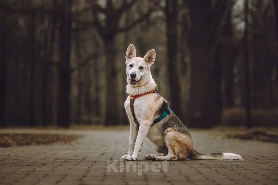 Собаки в Москве: Марко ищет дом и семью! Мальчик, Бесплатно - фото 6