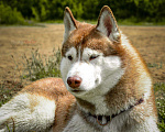 Собаки в Санкт-Петербурге: Вязка Кобель Племенной Мальчик, 5 000 руб. - фото 3