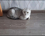 Кошки в Мур: Шотландская фолд, Бесплатно - фото 1