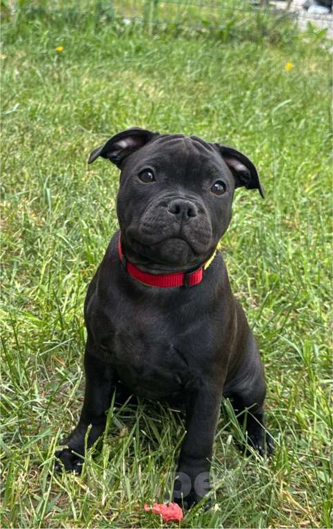 Собаки в Москве: Стаффордширский бультерьер, щенок Девочка, 120 000 руб. - фото 2