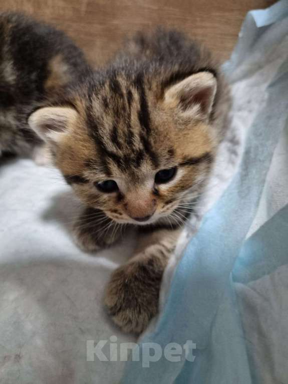 Кошки в других городах Московской области: Котята от шотландской кошки отец неизвестен  Девочка, Бесплатно - фото 5