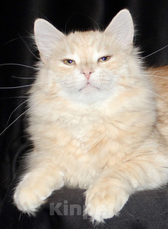 Кошки в Тюмени: Сибирский котёнок Мальчик, 15 000 руб. - фото 6