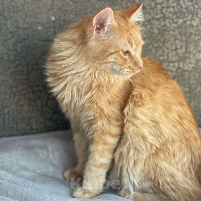 Кошки в Москве: Пушистый рыжий котик Дюшес ищет дом! Мальчик, Бесплатно - фото 2
