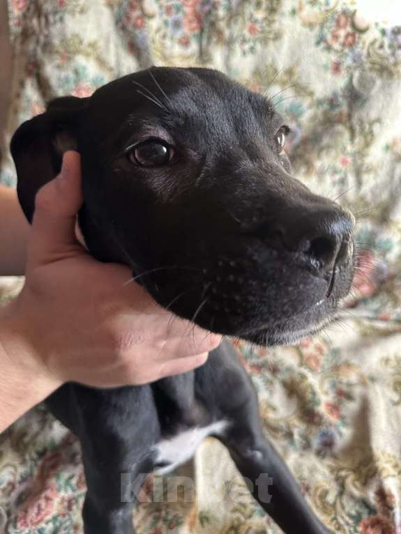 Собаки в Алуште: Щенки Кане Корсо Мальчик, 8 000 руб. - фото 3