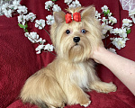 Собаки в Москве: Подрощенный йорк девочка мини голубоглазая Девочка, 100 000 руб. - фото 1