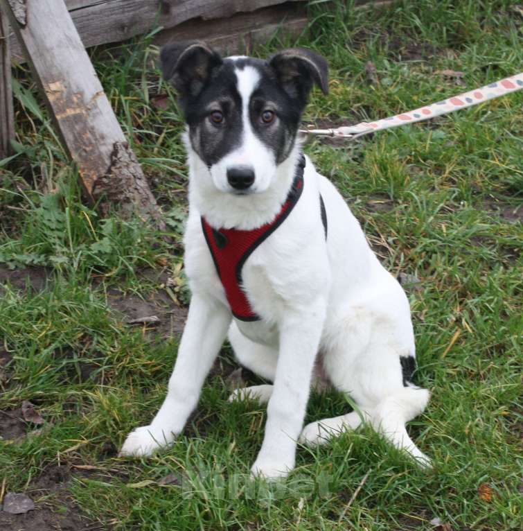 Собаки в Москве: Ласковая, добрая щеночек Панда в поисках своей родной семьи  Девочка, Бесплатно - фото 2