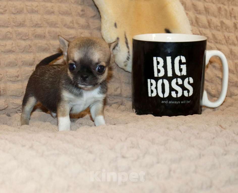 Собаки в Москве: Мини чихуахуа Мальчик, 55 000 руб. - фото 2