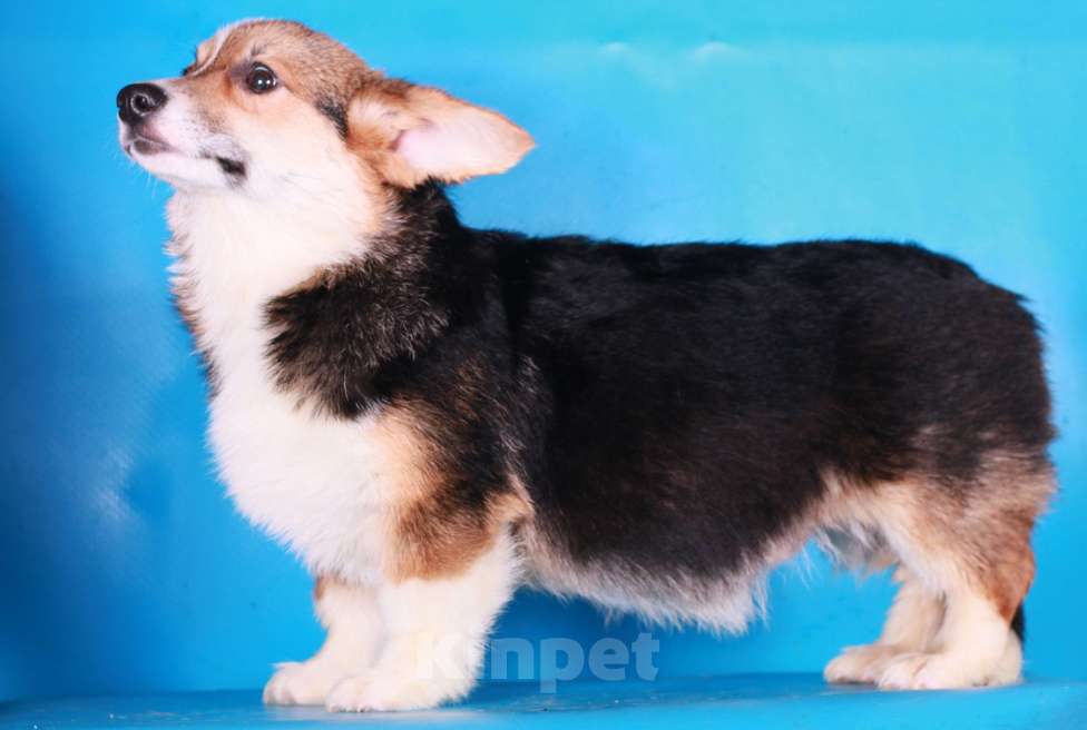 Собаки в Москве: вельш корги пемброк щенки Мальчик, 70 000 руб. - фото 3