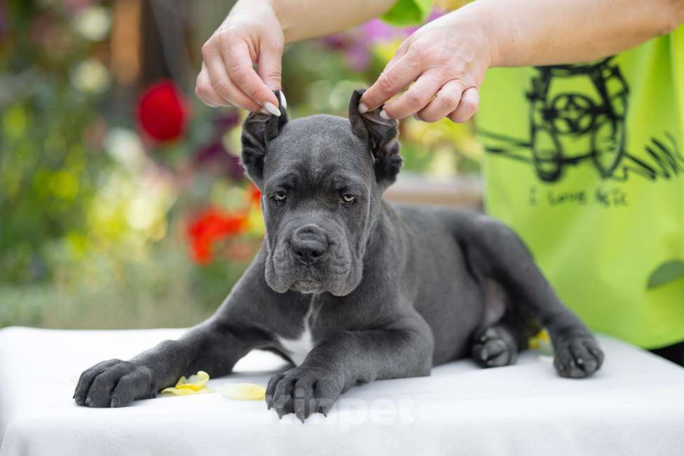 Собаки в Краснодаре: Щенки Кане корсо Мальчик, Бесплатно - фото 6