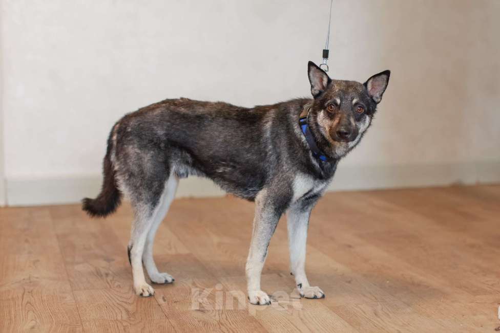 Собаки в Москве: Маленький волчонок Боб Мальчик, Бесплатно - фото 5