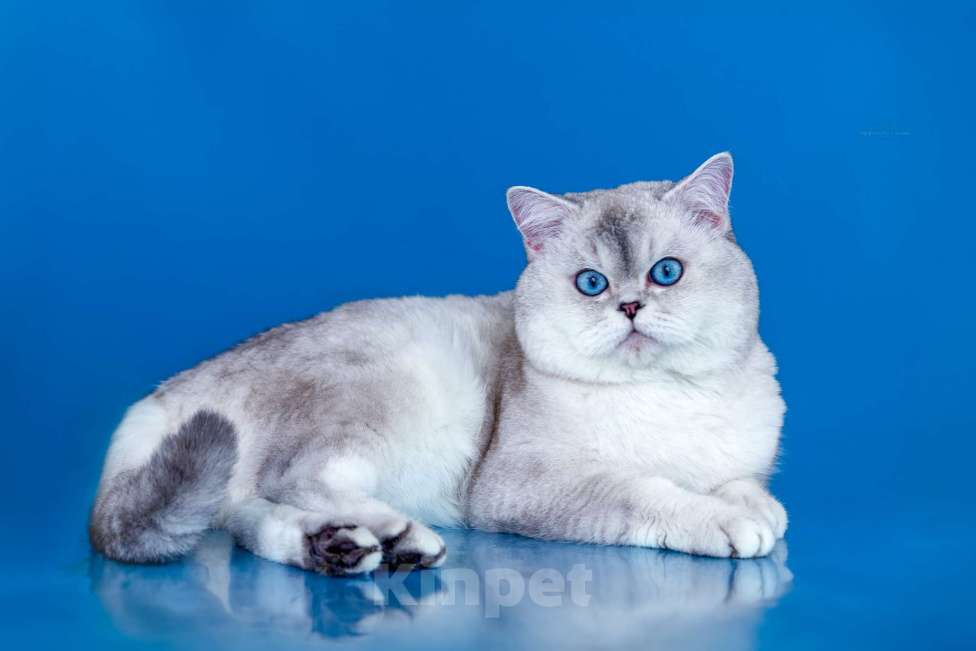 Кошки в Киселевске: Шотландские котята Мальчик, 20 000 руб. - фото 4