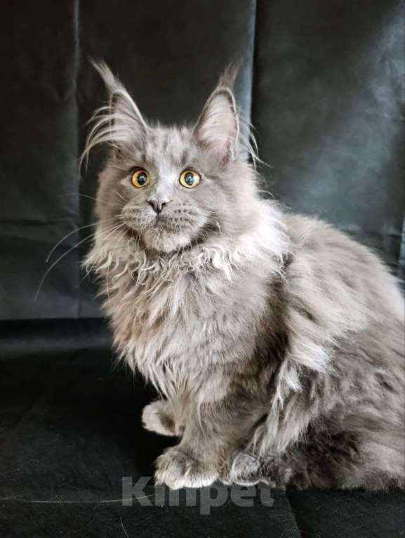 Кошки в Москве: Флинт  Мальчик, 70 000 руб. - фото 5