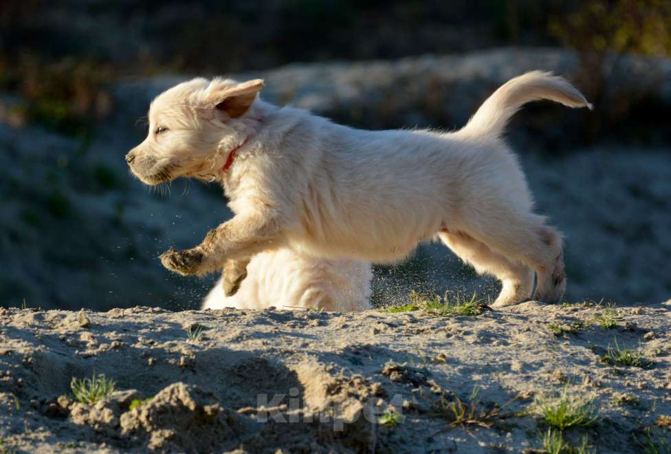 Собаки в Москве: Щенок голден ретривера. Девочка, Бесплатно - фото 9