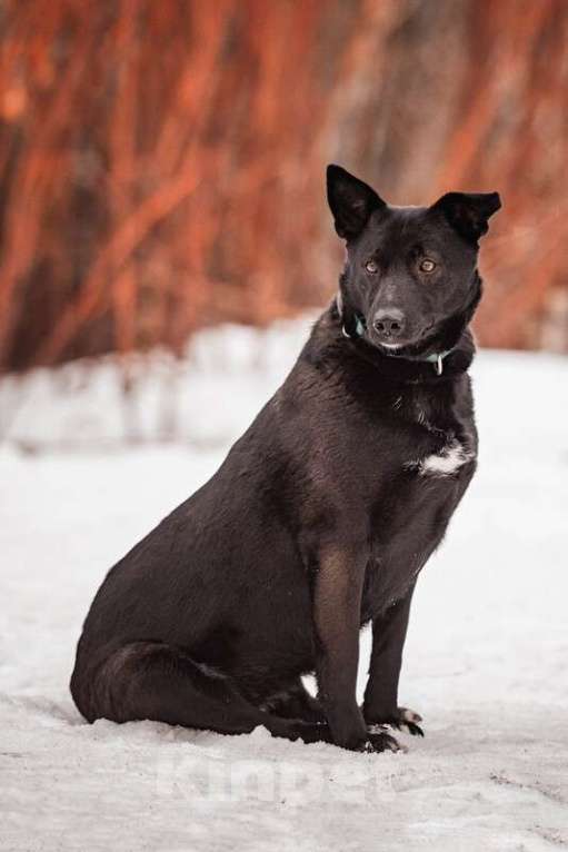 Собаки в Москве: Черная красавица и умница Марта в добрые руки Девочка, Бесплатно - фото 5