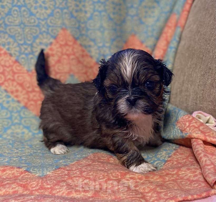 Собаки в Санкт-Петербурге: Очаровательная девочка золотого окраса  Девочка, 40 000 руб. - фото 2