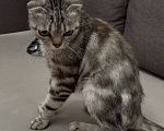 Кошки в Москве: Кошка Шани Девочка, Бесплатно - фото 2