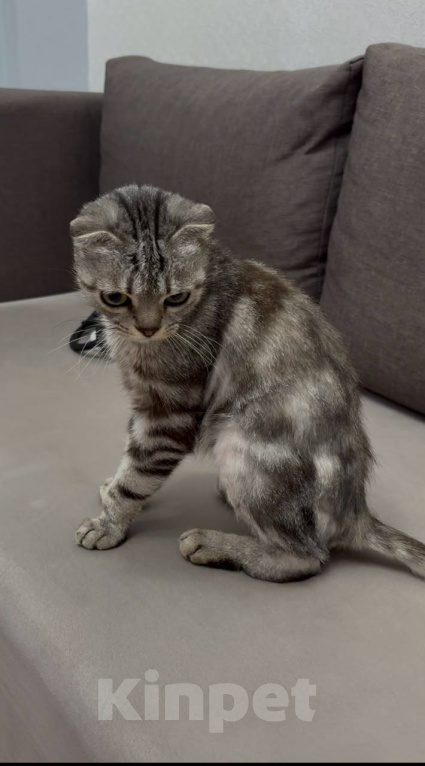 Кошки в Москве: Кошка Шани Девочка, Бесплатно - фото 2