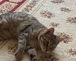 Кошки в Махачкале: ПРОПАЛА Кошечка (возраст около 1 года) Девочка, 1 000 руб. - фото 5
