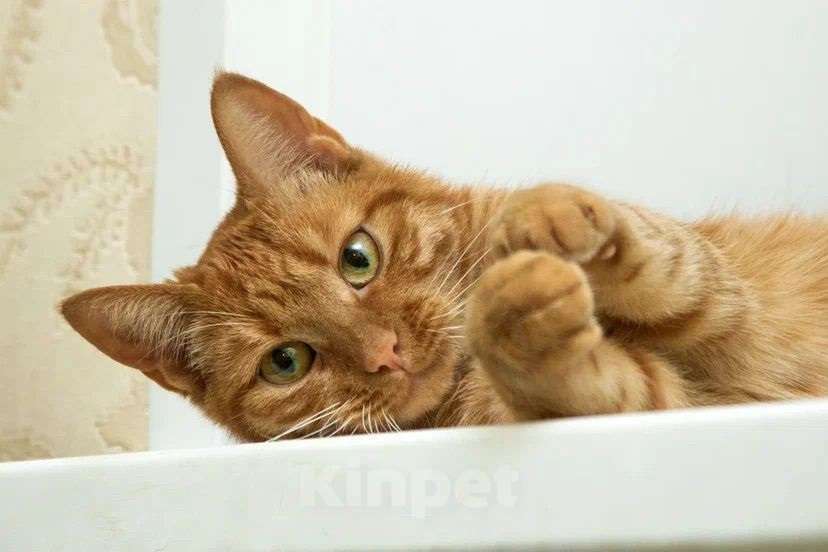 Кошки в Москве: яркая и солнечная девчонка - Ириска Девочка, Бесплатно - фото 2