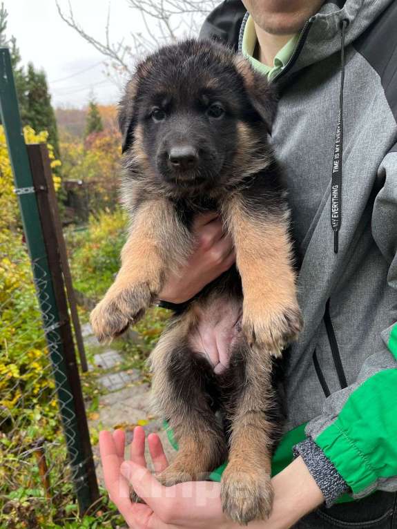 Собаки в Нижнем Новгороде: Щенки немецкой овчарки Девочка, Бесплатно - фото 3