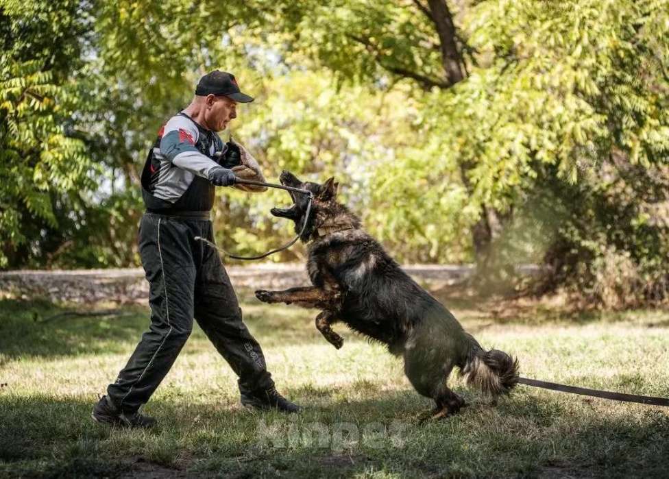 Собаки в Краснодаре: Вязка кобеля НО длинношерстной зонарного окраса 100% DDR   Мальчик, 65 000 руб. - фото 5