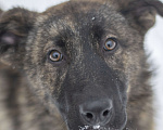 Собаки в Москве: Славный щенок Корица ждет свою семью в приюте  Девочка, Бесплатно - фото 5