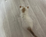 Кошки в Белгороде: Котенок в добрые руки Мальчик, Бесплатно - фото 1