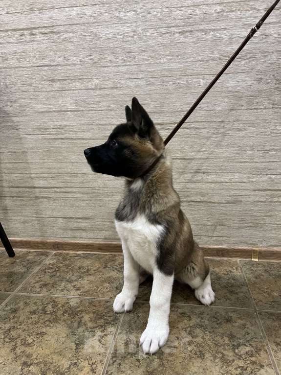 Собаки в Омске: Щенок Американской Акиты Девочка, 50 000 руб. - фото 6