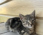 Кошки в Салавате: Котенок-девочка ищет дом Девочка, Бесплатно - фото 2