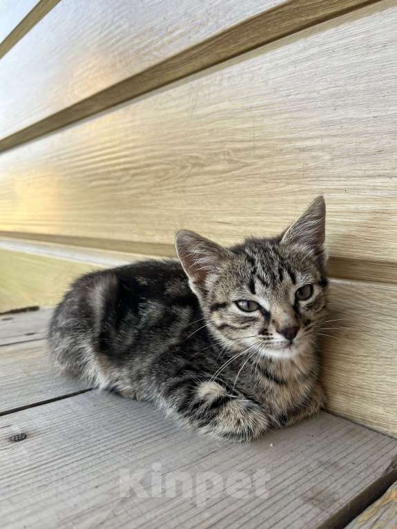 Кошки в Салавате: Котенок-девочка ищет дом Девочка, Бесплатно - фото 2