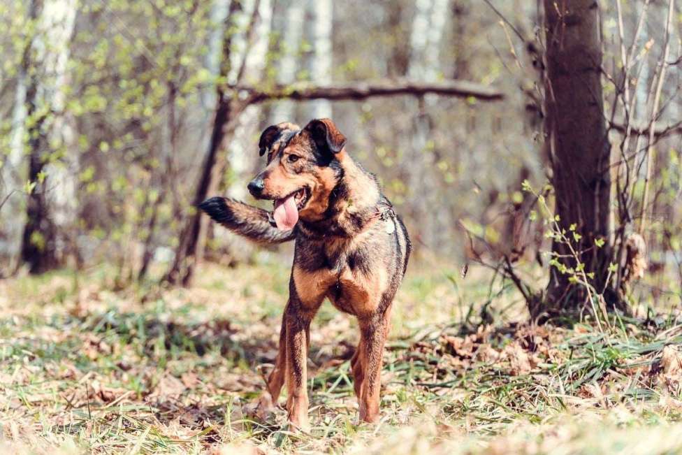 Собаки в Москве: Фиона Девочка, Бесплатно - фото 2